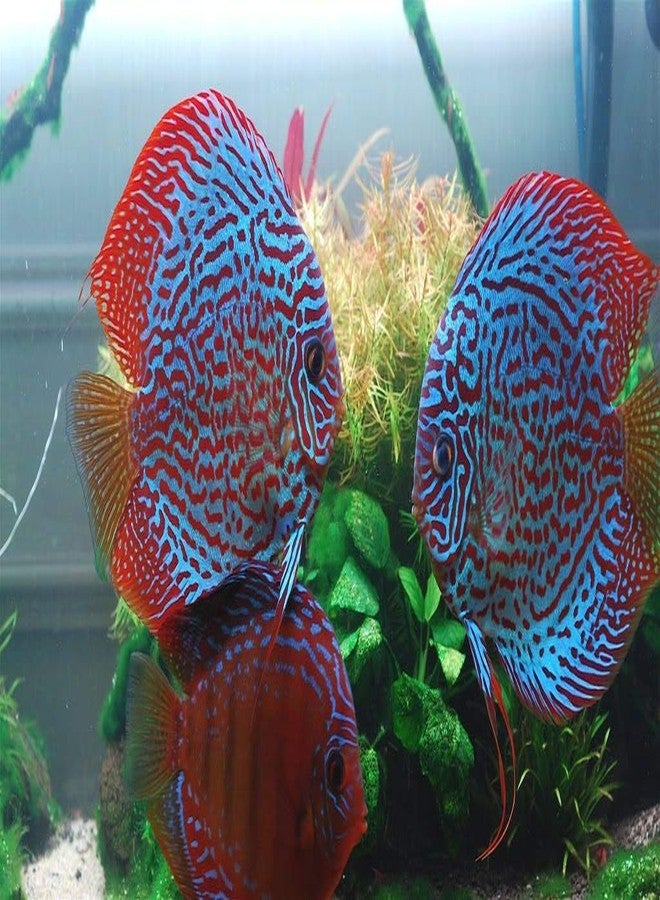 A.D.P. Fish Booster Bits Variety All Discus & Tropical Fish Food Mini Slow Sinking Pellets Grow Faster & Color Enhancing High Protein 47% for Goldfish & Aquarium Tropical Fish 60 g. Small Fish Feed - Image 5